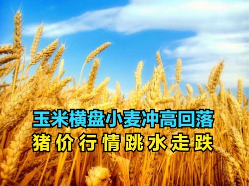 月日：小麦价格最新行情