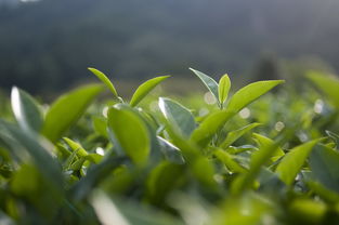 茶叶的韵味，探索茶香的多彩世界